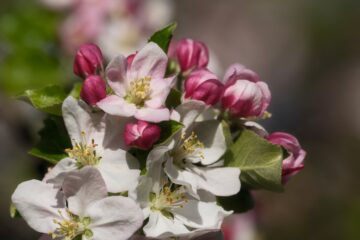 Brigitte - Streuobstwiese - 24.04.2025 - Geschlossen und Geöffnet