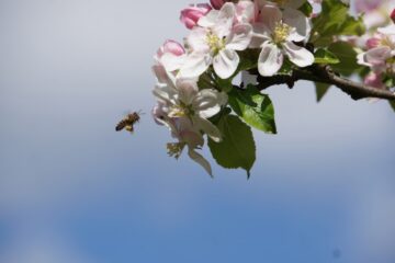 Wiebke - Streuobstwiese - 24.04.2025 - OT