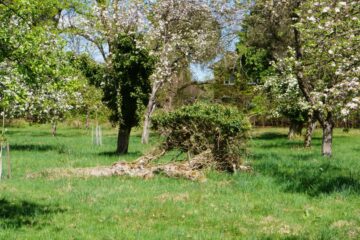 Wiebke - Streuobstwiese - 24.04.2025 - OT