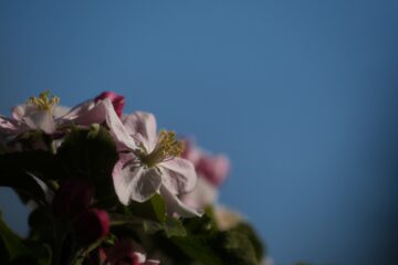Brigitte - Streuobstwiese - 24.04.2025 - Mal in die Ecke platziert