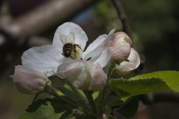 Bodo Jarren - Streuobstwiese - 24.04.2025 - Noch ein fleißiges Bienchen