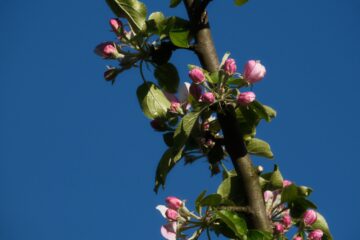 Brigitte - Streuobstwiese - 24.04.2025 - Noch geschlossen