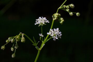 Bodo Jarren - Makro Ohlsdorf - 09.05.2025 - Umbelliferae oder doch nicht