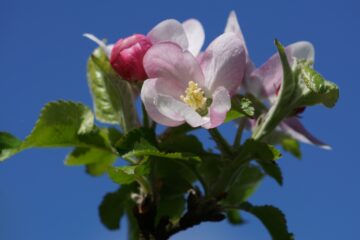 Christiane Leithäuser - Streuobstwiese - 24.04.2025 - Blick in den Himmel