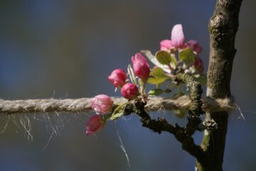 Christiane Leithäuser - Streuobstwiese - 24.04.2025 - Guter Halt