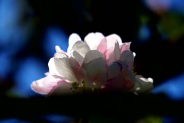 Christiane Leithäuser - Streuobstwiese - 24.04.2025 - Weiß rosa und blau