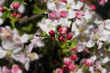 Christiane Leithäuser - Streuobstwiese - 24.04.2025 - Viele Blüten, viele Äpfel