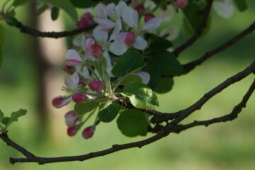 Christiane Leithäuser - Streuobstwiese - 24.04.2025 - Frühlingsfarben