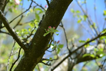 Jennifer - Streuobstwiese - 24.04.2025 - OT