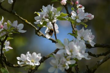 Jennifer - Streuobstwiese - 24.04.2025 - OT