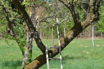 Jennifer - Streuobstwiese - 24.04.2025 - OT