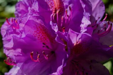Bodo Jarren - Makro Ohlsdorf - 09.05.2025 - Rhododendron