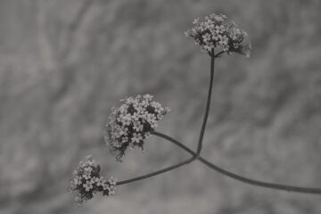 Brigitte - Lauenburg - 07.06.2025 - Mauerblümchen
