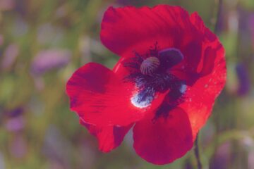 Brigitte - Challenge 134: 07.07 - 20.07.2025 - Mohn