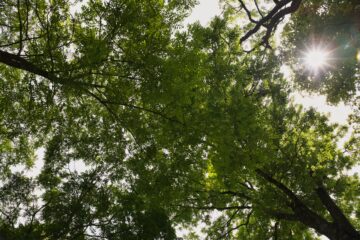 Bodo Jarren - Challenge 135: 21.07 - 03.08.2025 - Auch im Wald mal nach oben schauen