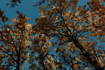 Eva-Maria - Challenge 135: 21.07 - 03.08.2025 - Birke birch tree golden leaves upwards