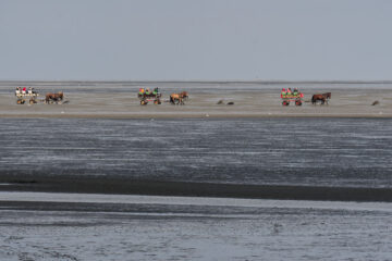 Matthias - Cuxhaven -14.09.2025 - Der Treck