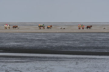 Matthias - Cuxhaven - 14.09.2025 - Der Treck