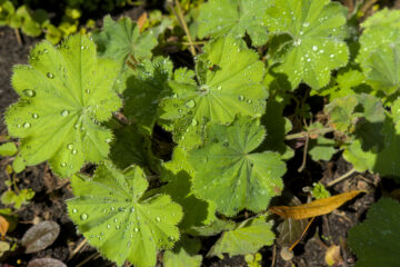 Bernd Mattern - Challenge 139: 15.09 - 28.09.2025 - Glitzertropfen