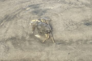 Katerina - Cuxhaven -14.09.2025 - OT