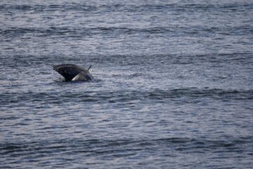 Nadine Gutmann - Cuxhaven -14.09.2025 - Umbrella star