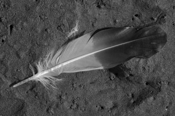 Brigitte - Cuxhaven -14.09.2025 - Bird feather