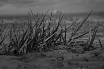 Brigitte - Cuxhaven -14.09.2025 - Gestrüpp aufm Meeresboden
