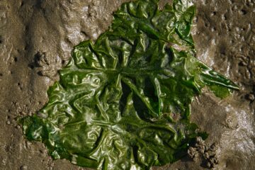 Brigitte - Cuxhaven -14.09.2025 - Grün auf´m Meeresboden