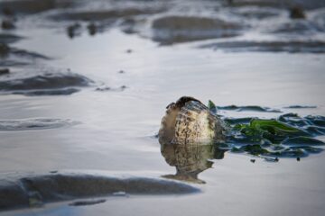 Brigitte - Cuxhaven - 14.09.2025 - Im Wattenmeer