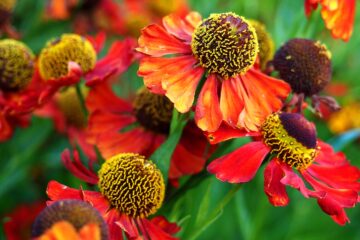 Nr. 35 von Antje Kakuschke