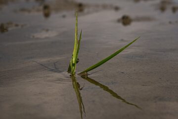 Brigitte - Cuxhaven - 14.09.2025 - Leben im Wattenmeer