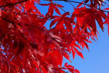 Hans Stötera - Challenge 143: 10.11 - 23.11.2025 - Ahorn