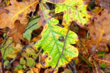 Peter Weise - Challenge 143: 10.11 - 23.11.2025 - Buntes Laub
