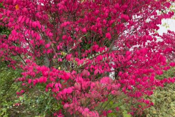 Petra Scheffler - Challenge 143: 10.11 - 23.11.2025 - Ein bunter Strauß von Blätter
