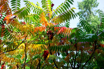 Hans Stötera - Challenge 143: 10.11 - 23.11.2025 - Essigbaum