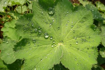 Peter Weise - Challenge 143: 10.11 - 23.11.2025 - Frauenmantel mit Regentropfen