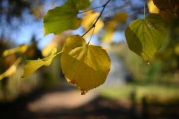 Bernd Mattern - Challenge 143: 10.11 - 23.11.2025 - Gelbgrün