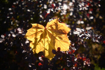 Bernd Mattern - Challenge 143: 10.11 - 23.11.2025 - Gelbrot