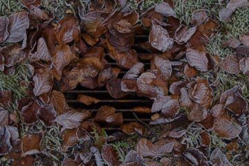 Bodo Jarren - Challenge 143: 10.11 - 23.11.2025 - Gulliblattdäckel