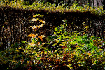 Hans Stötera - Challenge 143: 10.11 - 23.11.2025 - Im Sonnenlicht