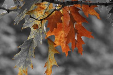 Antje Kakuschke - Challenge 143: 10.11 - 23.11.2025 - Blätter
