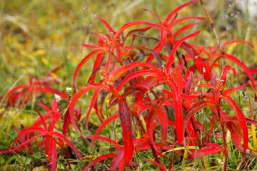 Antje Kakuschke - Challenge 143: 10.11 - 23.11.2025 - Ampfer Rumex arcticus
