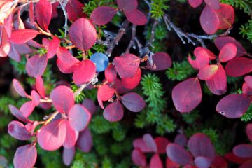 Antje Kakuschke - Challenge 143: 10.11 - 23.11.2025 - Heidelbeere Vaccinium myrtillus
