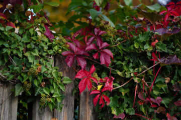 Bernd Mattern - Challenge 143: 10.11 - 23.11.2025 - Rotgrün
