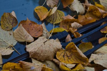 Bodo Jarren - Challenge 143: 10.11 - 23.11.2025 - Scheibenblätter