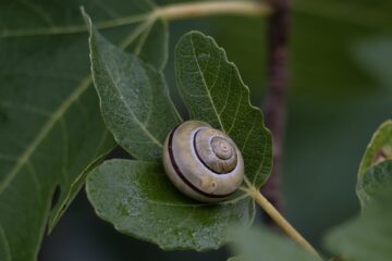 Bodo Jarren - Challenge 143: 10.11 - 23.11.2025 - Schneckenblatt
