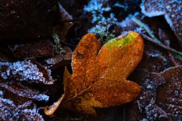 Brigitte - Challenge 143: 10.11 - 23.11.2025 - Blattleuchten