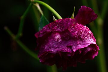 Brigitte - Challenge 143: 10.11 - 23.11.2025 - Blütenblätter