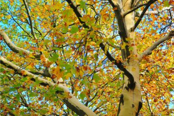 Sabine Poppe - Barmbek -16.10.2025 - OT