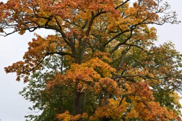 Wolfgang Scheffler - Challenge 143: 10.11 - 23.11.2025 - OT